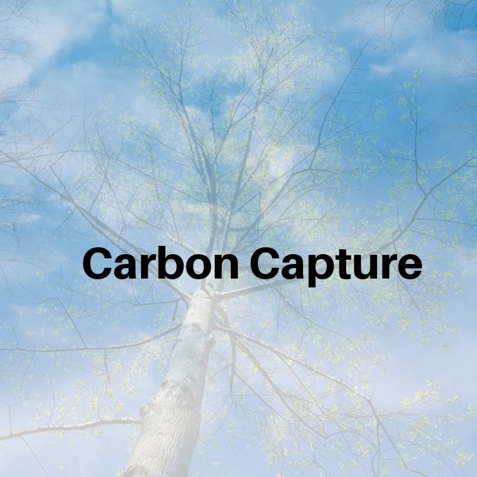 trees and sky show importance of carbon capture